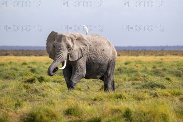 African elephant (Loxodonta africana), in Longinye swamp with heron (Bubulcus ibis), Amboseli National Park, Rift Valley Province, Kenya