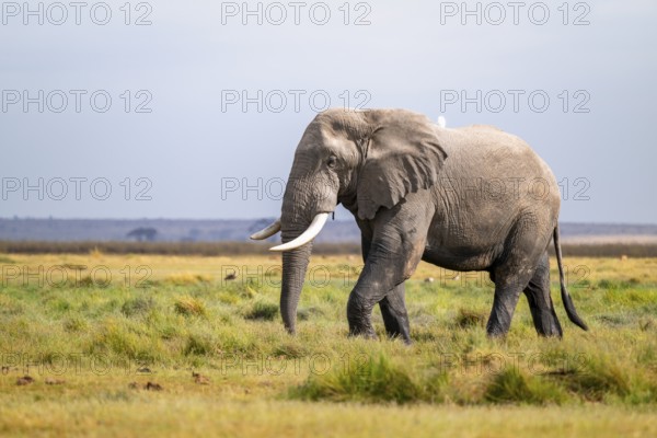 African elephant (Loxodonta africana), adult male, Amboseli National Park, Rift Valley Province, Kenya