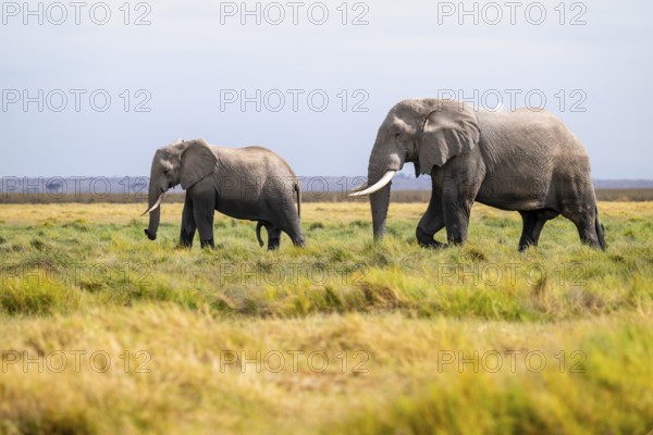 African elephant (Loxodonta africana), two animals in Longinye swamp with herons (Bubulcus ibis), Amboseli National Park, Rift Valley Province, Kenya