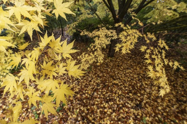 Japanese Japanese maple (Acer palmatum Sangu-Kaku) in autumn leaves, Emsland, Lower Saxony, Germany