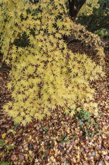 Japanese Japanese maple (Acer palmatum Sangu-Kaku) in autumn leaves, Emsland, Lower Saxony, Germany