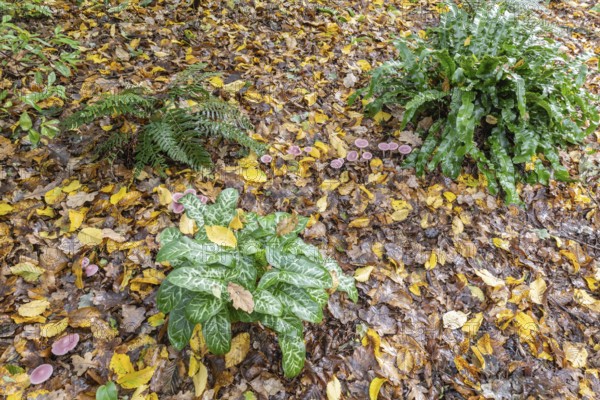 Italian arum stick (Arum italicum Pictum), Emsland, Lower Saxony, Germany