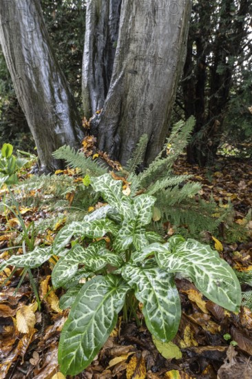 Italian arum stick (Arum italicum Pictum), Emsland, Lower Saxony, Germany