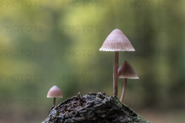 Large blood helmet (Mycena haematopus), Emsland, Lower Saxony, Germany