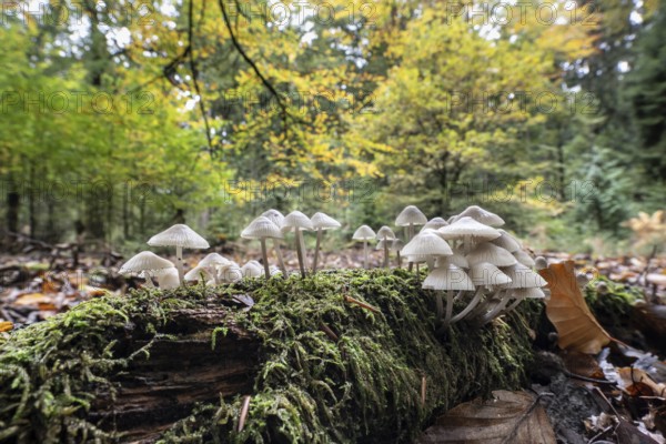 Helmlinge (Mycena spec.) in the beech forest, Emsland, Lower Saxony, Germany