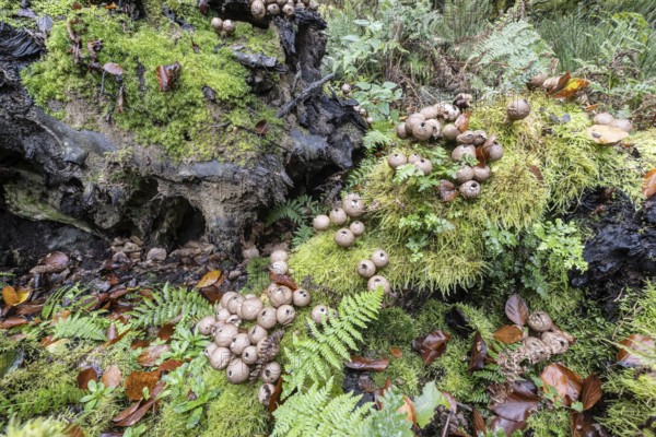 Pear Stäubling (Lycoperdon pyriforme), Emsland, Lower Saxony, Germany