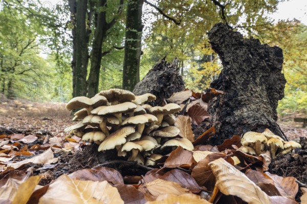 Green-leafed sulfur head (Hypholoma fasciculare) in beech forest, Emsland, Lower Saxony, Germany