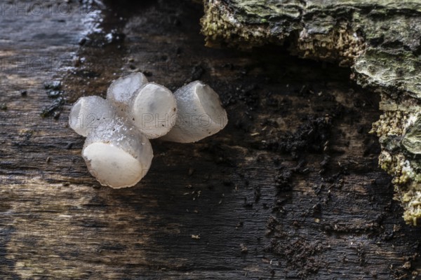 Gemeiner Buchenkreisling (Neobulgaria pura), Emsland, Lower Saxony, Germany