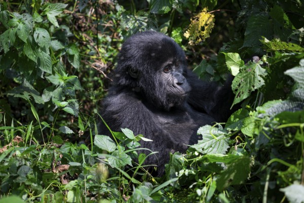 Mountain gorilla (Gorilla beringei beringei), among leaves, Bwindi Impenetrable Forest, Uganda