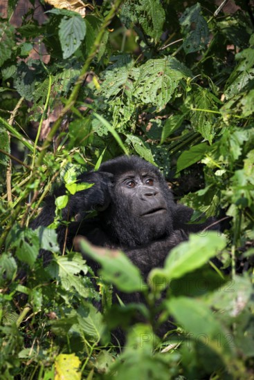 Mountain gorilla (Gorilla beringei beringei), among leaves, Bwindi Impenetrable Forest, Uganda
