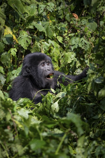 Mountain gorilla (Gorilla beringei beringei), eating leaves, Bwindi Impenetrable Forest, Uganda
