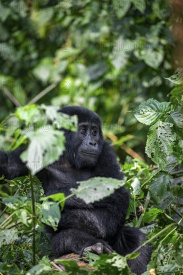 Mountain gorilla (Gorilla beringei beringei), juvenile among leaves, Bwindi Impenetrable Forest, Uganda
