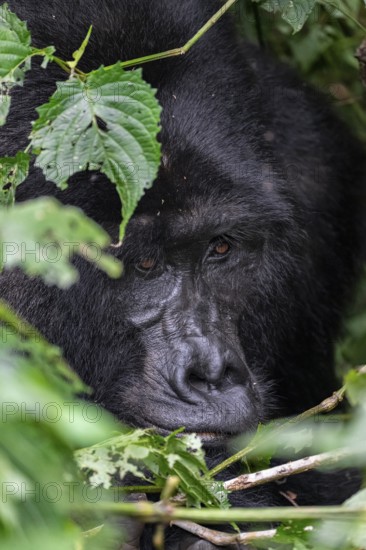 Mountain gorilla (Gorilla beringei beringei), adult male, silverback, animal portrait, among leaves, Bwindi Impenetrable Forest, Uganda