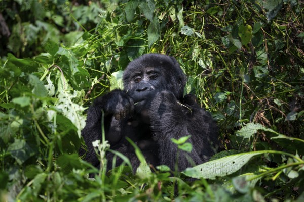 Mountain gorilla (Gorilla beringei beringei), eating leaves, Bwindi Impenetrable Forest, Uganda