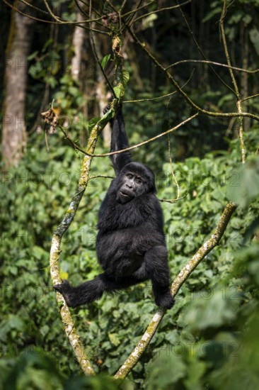 Mountain gorilla (Gorilla beringei beringei), young animal climbing in a tree, Bwindi Impenetrable Forest, Uganda