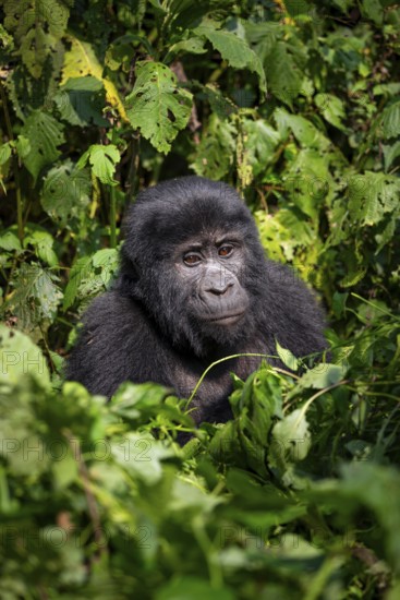 Mountain gorilla (Gorilla beringei beringei), between leaves, animal portrait, Bwindi Impenetrable Forest, Uganda