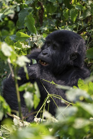 Mountain gorilla (Gorilla berengei berengei), Bwindi Impenetrable National Park, Uganda