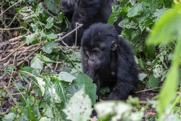 Young animal, mountain gorilla (Gorilla berengei berengei), Bwindi Impenetrable National Park, Uganda