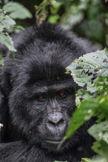 Silverback, animal portrait, mountain gorilla (Gorilla berengei berengei), Bwindi Impenetrable National Park, Uganda