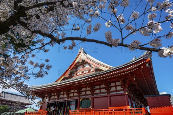 Cherry Blossoms and Red Temple, Buddhist Temple Complex, Japanese Cherry Blossom, Asakusa Shrine or Senso-ji Temple, Asakusa, Tokyo, Japan