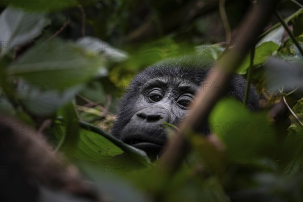 Young animal, mountain gorilla (Gorilla berengei berengei), Bwindi Impenetrable National Park, Uganda