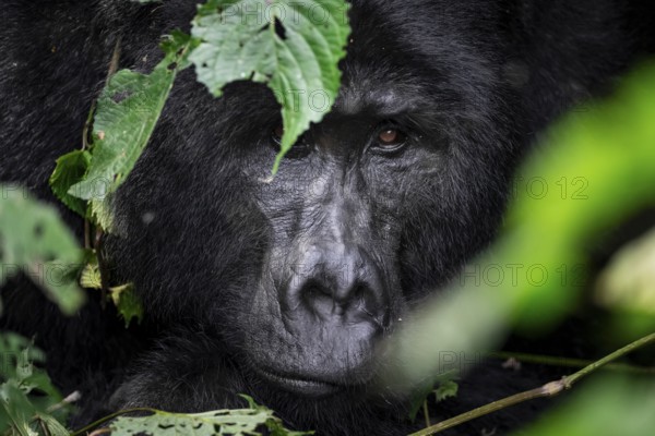 Silverback, animal portrait, mountain gorilla (Gorilla berengei berengei), Bwindi Impenetrable National Park, Uganda