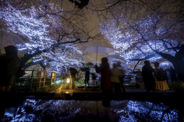 People walking under blooming illuminated cherry trees at night, Japanese cherry blossoms in spring, Hanami Festival, Chidorigafuchi Green Way, Tokyo, Japan