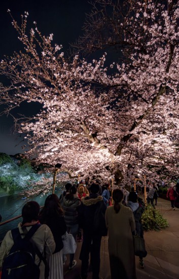 People walking under blooming illuminated cherry trees at night, Japanese cherry blossoms in spring, Hanami Festival, Chidorigafuchi Green Way, Tokyo, Japan