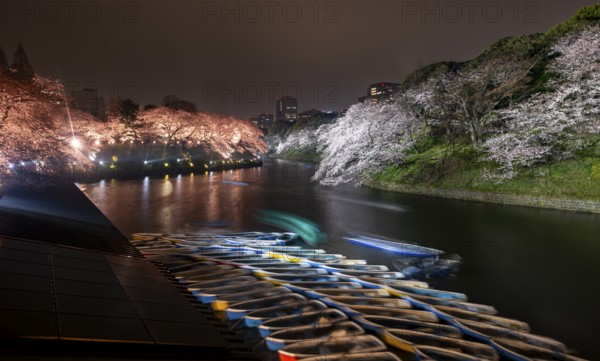 Rowing boats on Chidorigafuchi Canal, illuminated cherry trees blooming on the shore at night, Japanese cherry blossoms in spring, Hanami festival, Chidorigafuchi Green Way, Tokyo, Japan