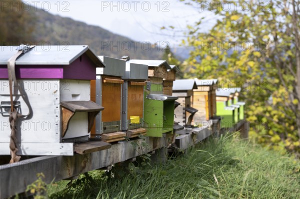 Apiary, bee houses in a row lined up. Beekeeping insects in housing. Producing honey in colourful beehives. Valais, Switzerland