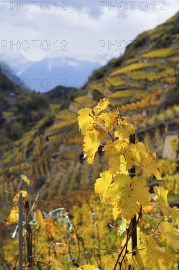 Terraced grape vineyards in autumn colours in the Rhone Valley. Colourful yellow orange image. Valais, Switzerland