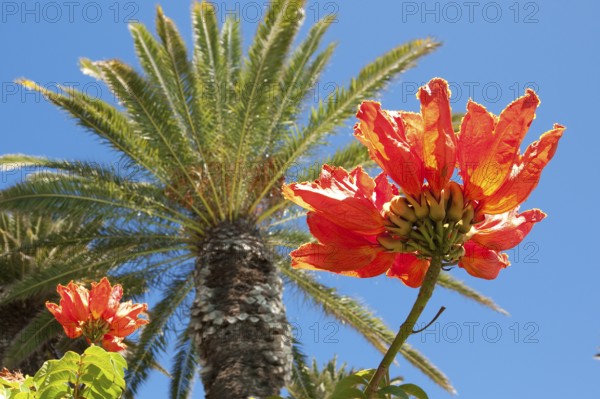 In front, red petals of African tulip tree (Spathodea campanulata) in the background green crown of Canary date palm (Phoenix canariensis), Canary Islands, Spain