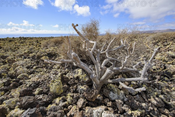 Lava landscape with lava rock volcanic rock from cold lava, dead dried tree bush in the foreground, Lanzarote, Canary Islands, Spain
