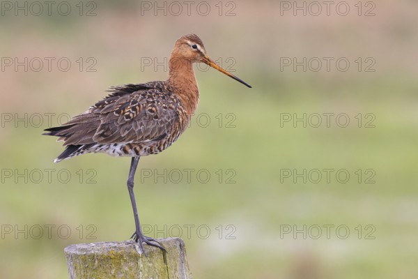 Blacktail (Limosa limosa), sitting room, on a fence post, snipe birds, wildlife, nature photography, wetland, ox moor, Dümmer See, Lembruch, Lower Saxony, Germany