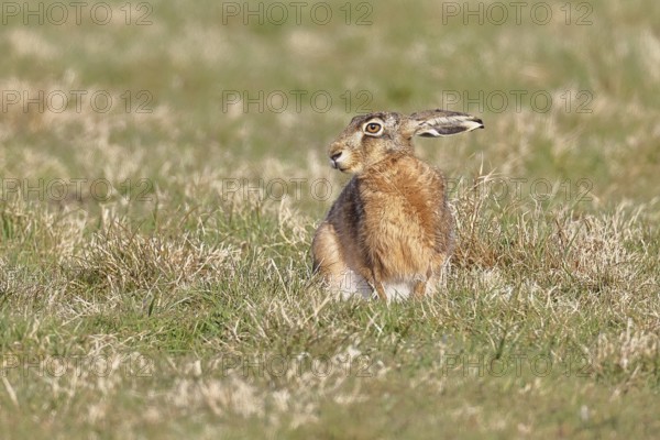 Brown hare (Lepus europaeus) sitting in a meadow, North Rhine-Westphalia, Germany