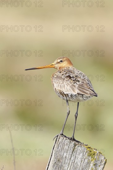 Blacktail (Limosa limosa), sitting room, on a fence post, snipe birds, wildlife, nature photography, wetland, ox moor, Dümmer See, Lembruch, Lower Saxony, Germany