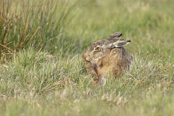 Brown hare (Lepus europaeus) sitting in a meadow and cleaning itself, North Rhine-Westphalia, Germany