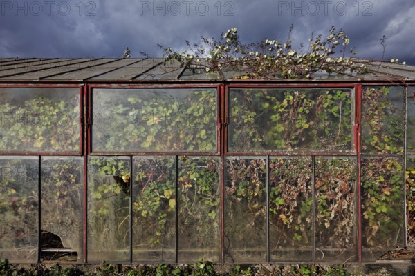 Abandoned greenhouse of a nursery, interior completely overgrown, Lost Place, Düsseldorf, North Rhine-Westphalia, Germany