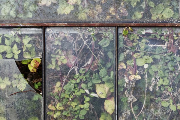 Abandoned greenhouse with broken window, view of the completely overgrown interior, Lost Place, Düsseldorf, North Rhine-Westphalia, Germany