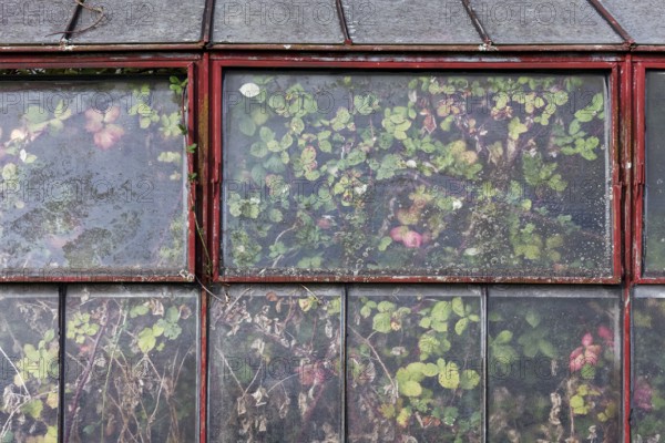 Abandoned greenhouse of a nursery, view of the completely overgrown interior, Lost Place, Düsseldorf, North Rhine-Westphalia, Germany