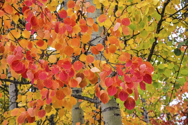 Aspen, (Populus tremula) in an urban park in Augsburg, administrative district of Swabia, Bavaria, Germany