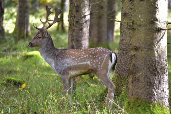 Fallow deer with magnificent antler shovels (Dama dama) in autumn forest in Bavaria, Germany
