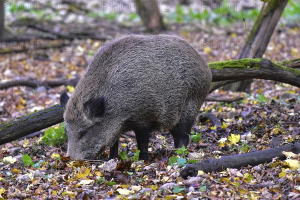 Wild boar (Sus scrofa), also known as wild boar, searching for food in a forest clearing in Bavaria, Germany
