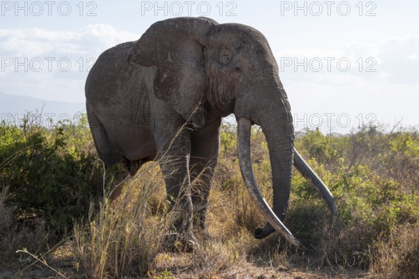African elephant (Loxodonta africana) eats leaves, the famous Super Tusker elephant Craig, old male with long tusks, Kajiado County, Kenya