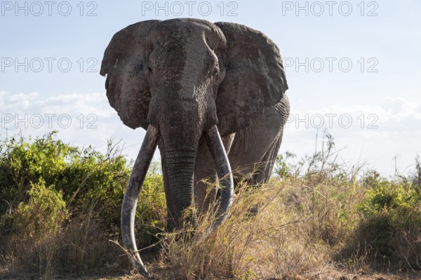 African elephant (Loxodonta africana) the famous Super Tusker elephant Craig, old male with long tusks, Kajiado County, Kenya