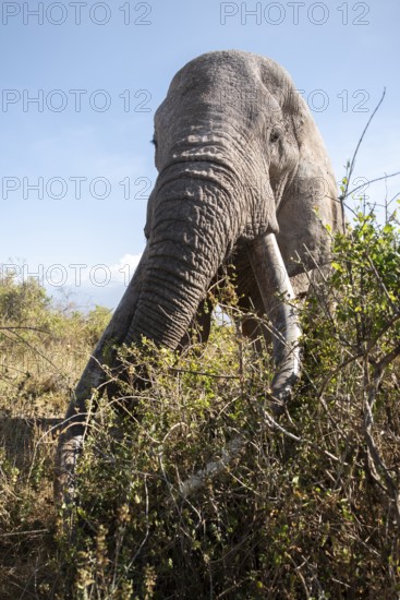 African elephant (Loxodonta africana) eats leaves, the famous Super Tusker elephant Craig, old male with long tusks, Kajiado County, Kenya