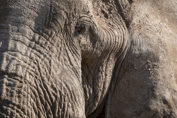 African elephant (Loxodonta africana) detail with eye, animal portrait, the famous Super Tusker elephant Craig, old male with long tusks, Kajiado County, Kenya