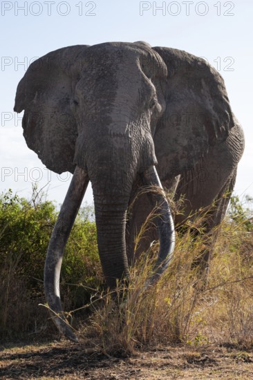 African elephant (Loxodonta africana) the famous Super Tusker elephant Craig, old male with long tusks, Kajiado County, Kenya
