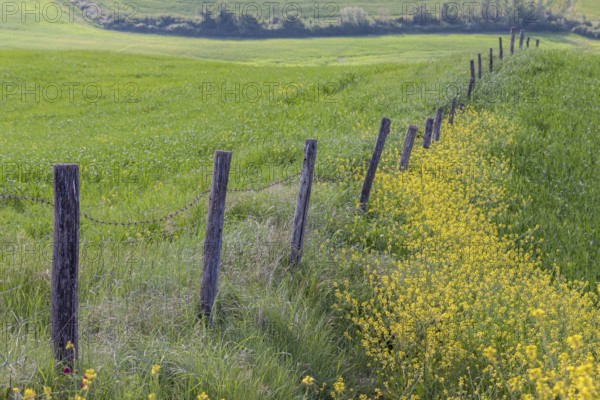 Pasture fence between meadows and fields, Tuscany, Italy