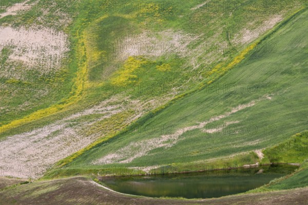 Green hills with gentle waves of grass conveys peace and harmony, Tuscany, Italy